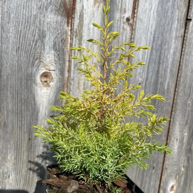 Common Juniper 'Gold Cone' (2L) - Image 3