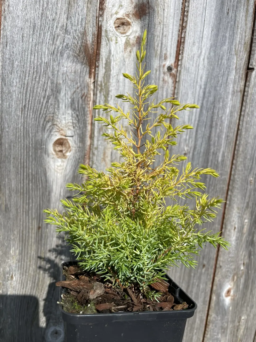 Common Juniper 'Gold Cone' (2L) - Image 3