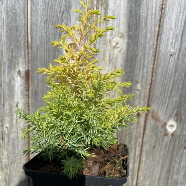Common Juniper 'Gold Cone' (2L) - Image 4