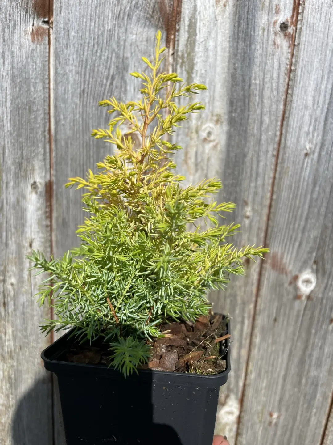 Common Juniper 'Gold Cone' (2L) - Image 4