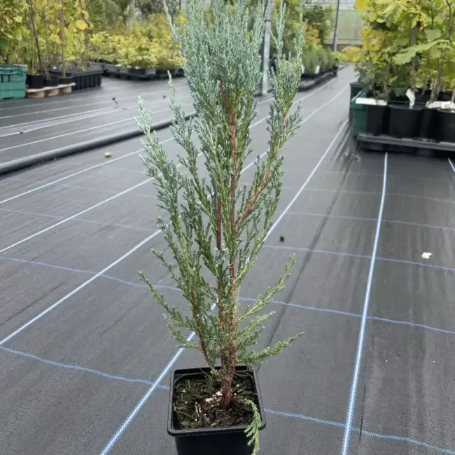 Juniper 'Skyrocket' 40/60cm (P9)