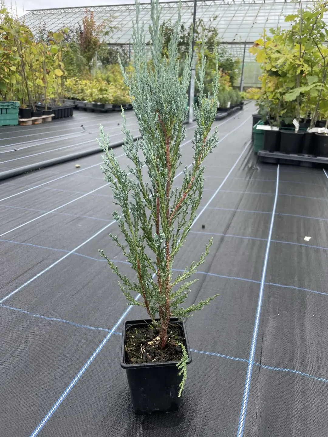 Juniper 'Skyrocket' 20/40cm (P9)
