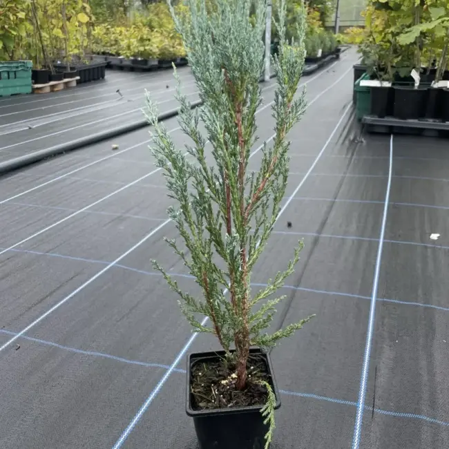 Juniper 'Skyrocket' 40/60cm (P9) - Image 6
