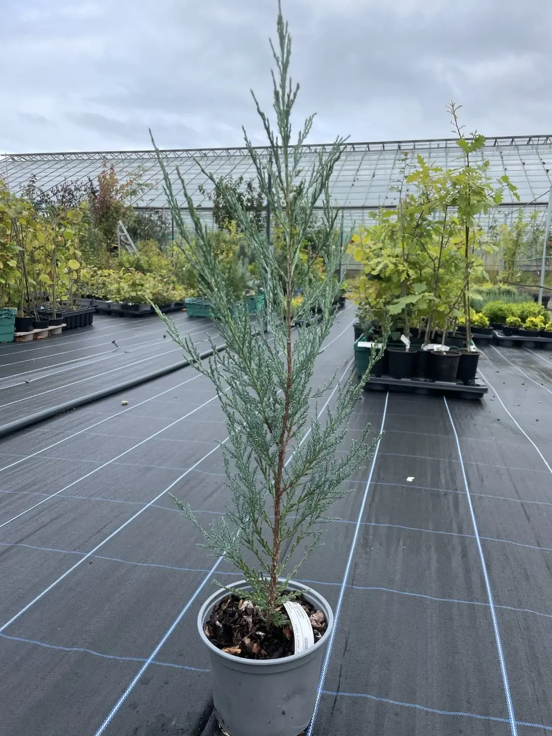 Juniper 'Skyrocket' 60/80cm (2L) - Image 2