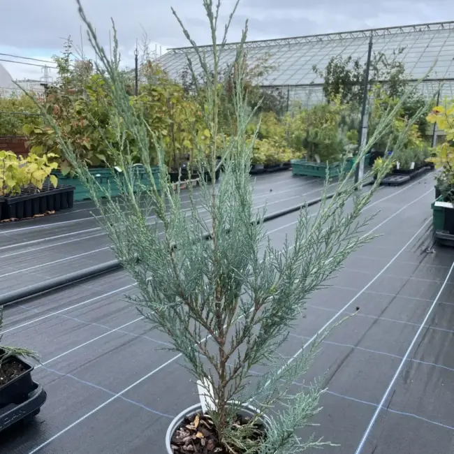 Juniper 'Skyrocket' 60/80cm (2L)