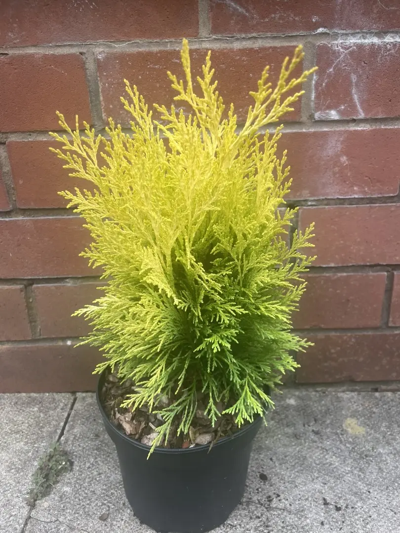Lawson Cypress - Chamaecyparis lawsoniana 'Golden Pot'