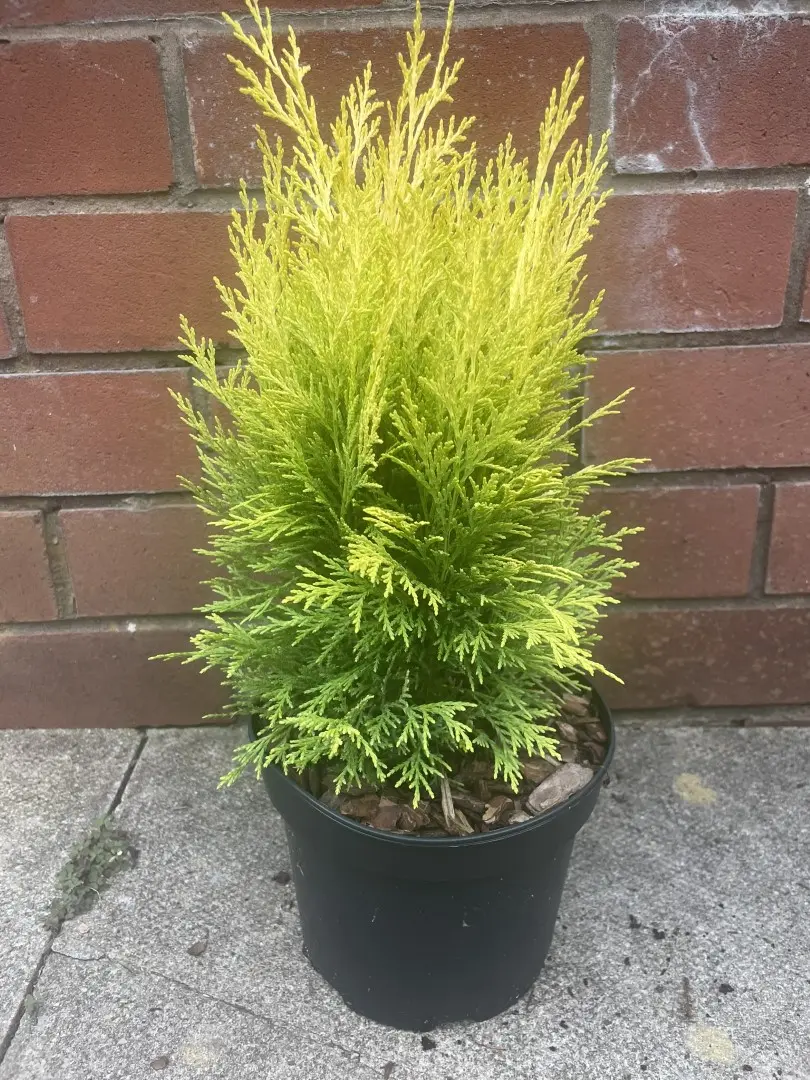 Lawson Cypress - Chamaecyparis lawsoniana 'Golden Pot'