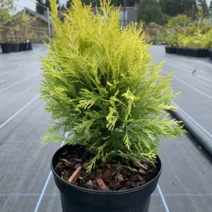 Lawson Cypress 'Golden Pot' (2L)