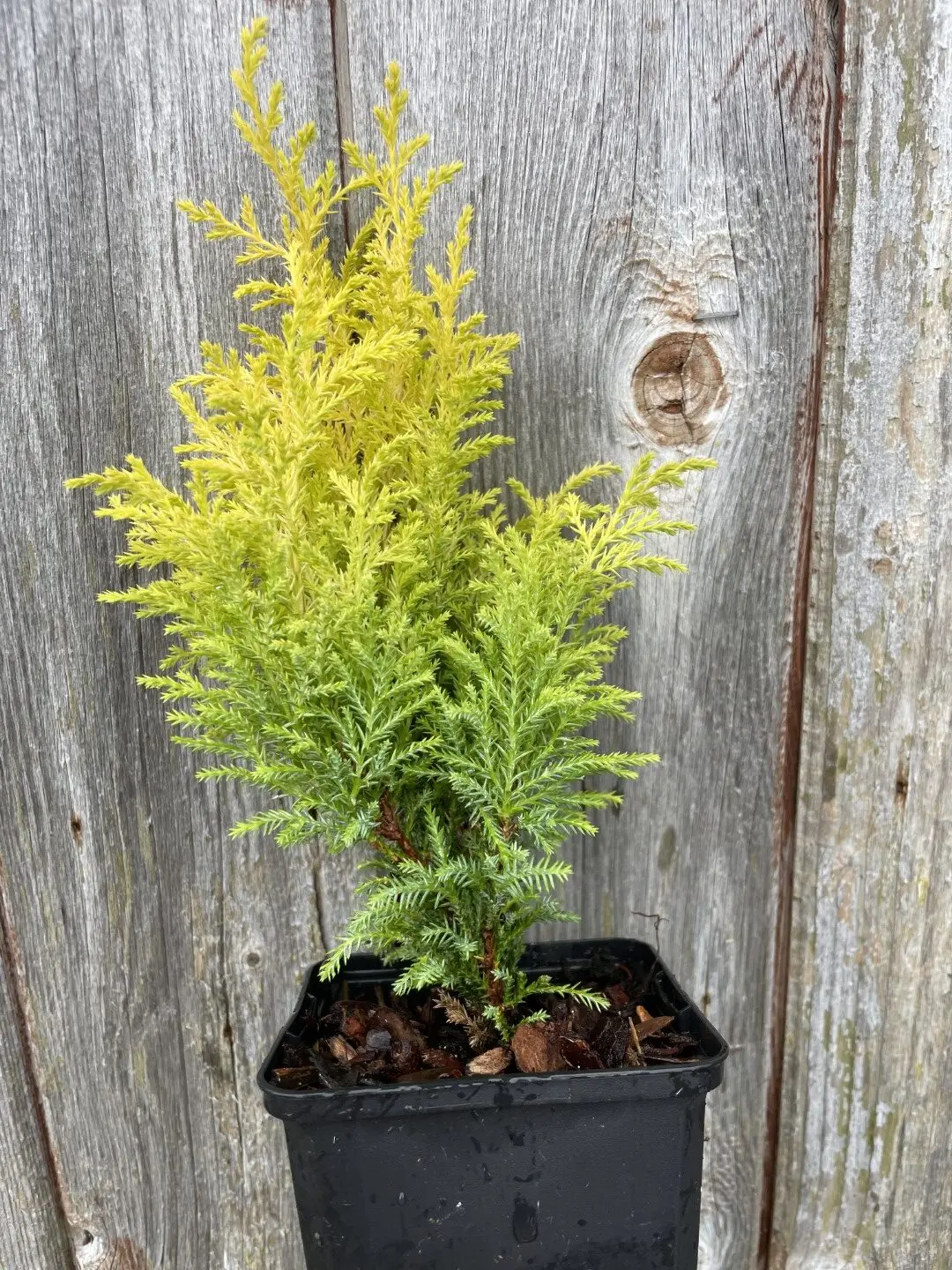 Lawson Cypress 'Royal Gold' (P9) - Image 3