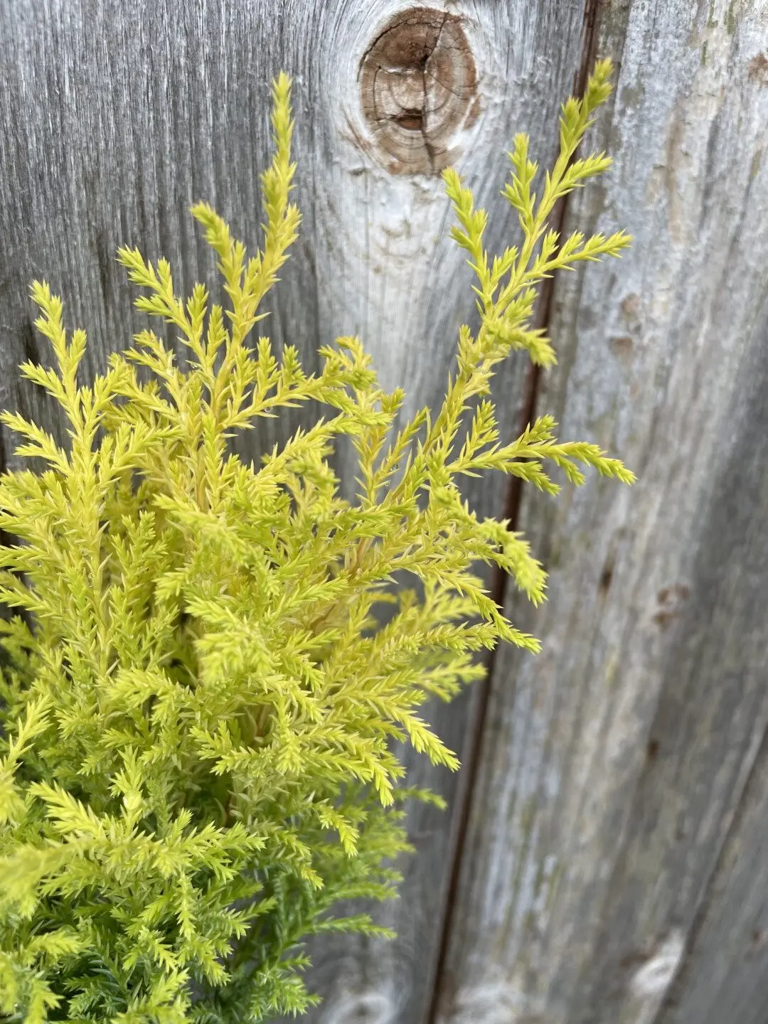 Lawson Cypress 'Royal Gold' (P9) - Image 2