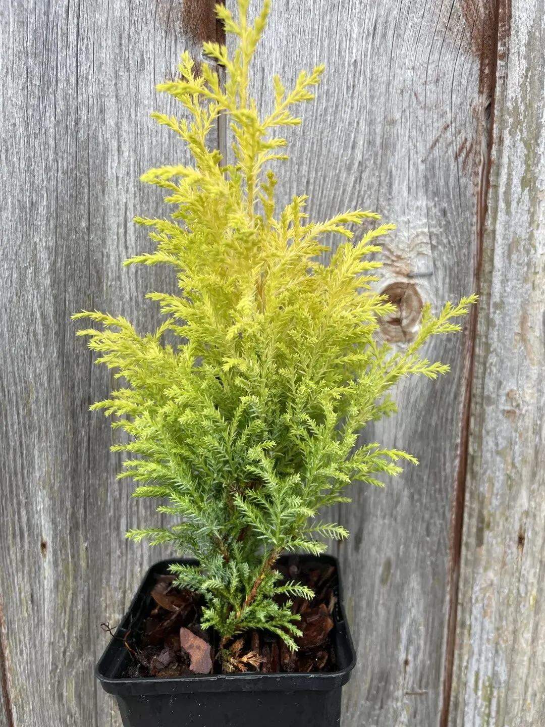 Lawson Cypress 'Royal Gold' (P9)