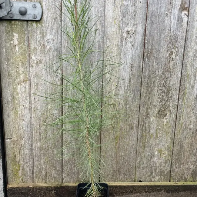 Maritime Pine 40/60cm (P9T)