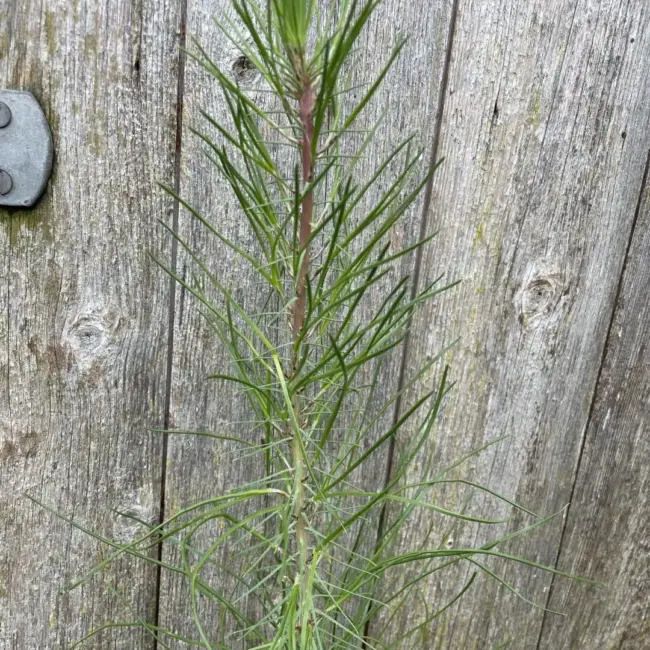 Maritime Pine 40/60cm (P9T) - Image 2