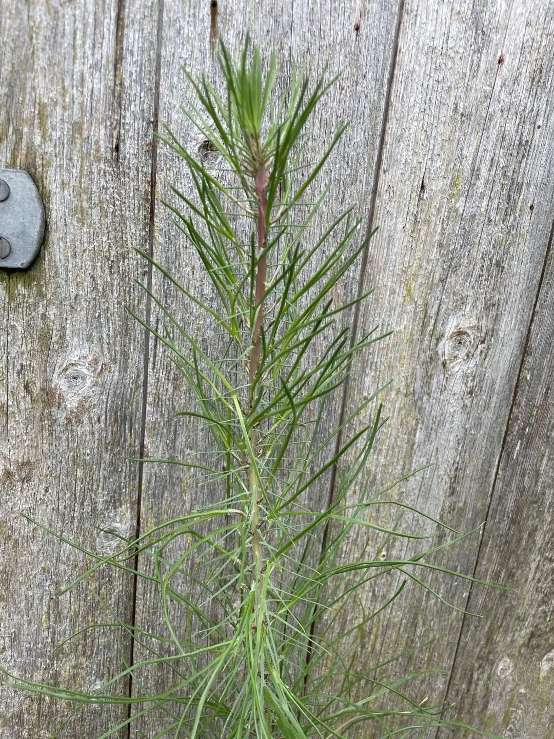 Maritime Pine 40/60cm (P9) - Image 2