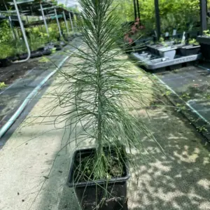 Mexican Weeping Pine Tree - Pinus patula (1)