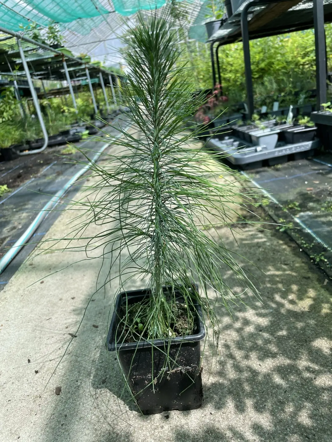Mexican Weeping Pine 20/40cm (P9)