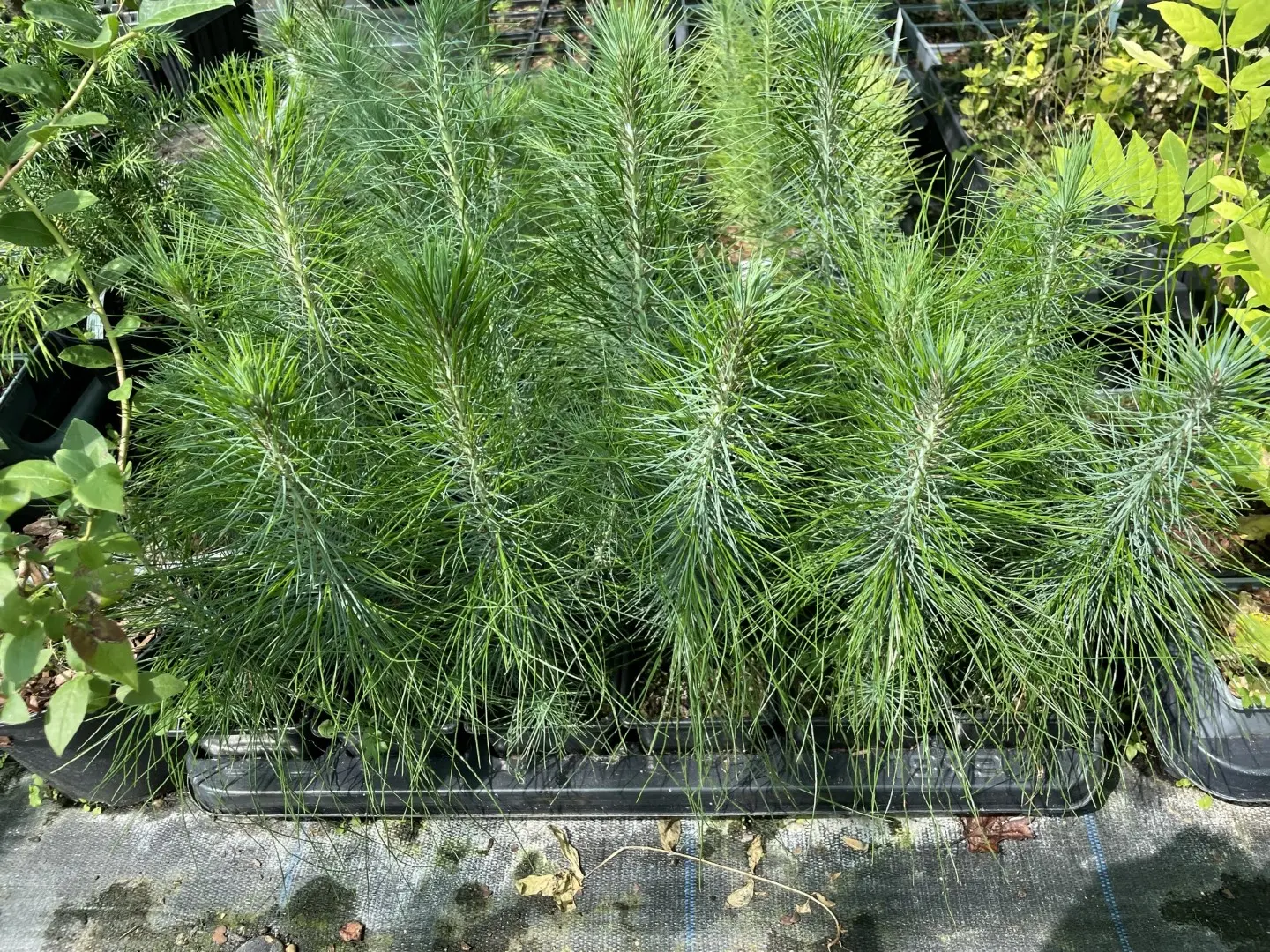 Mexican Weeping Pine 20/40cm (P9) - Image 2