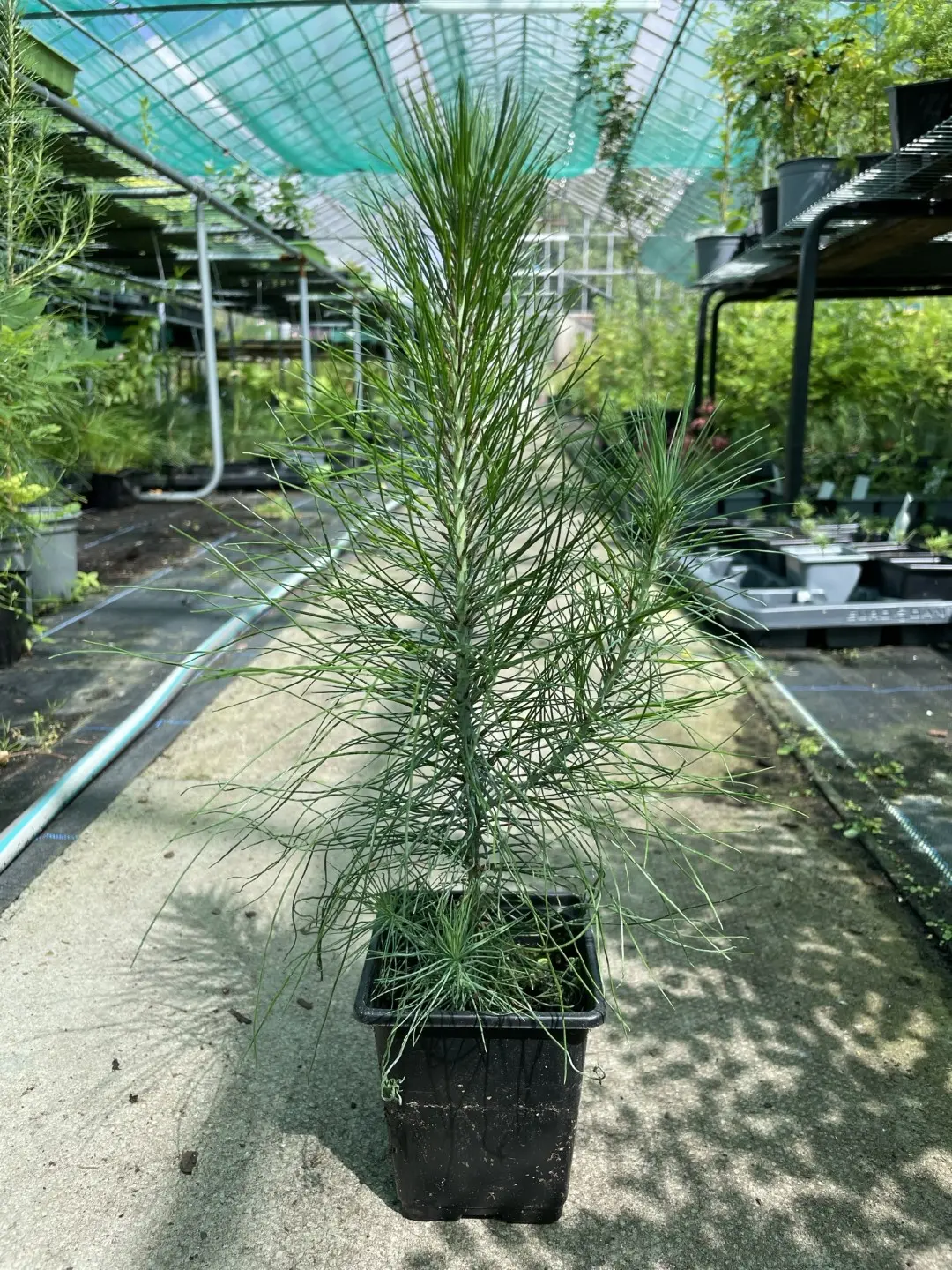 Mexican Weeping Pine 20/40cm (P9) - Image 3
