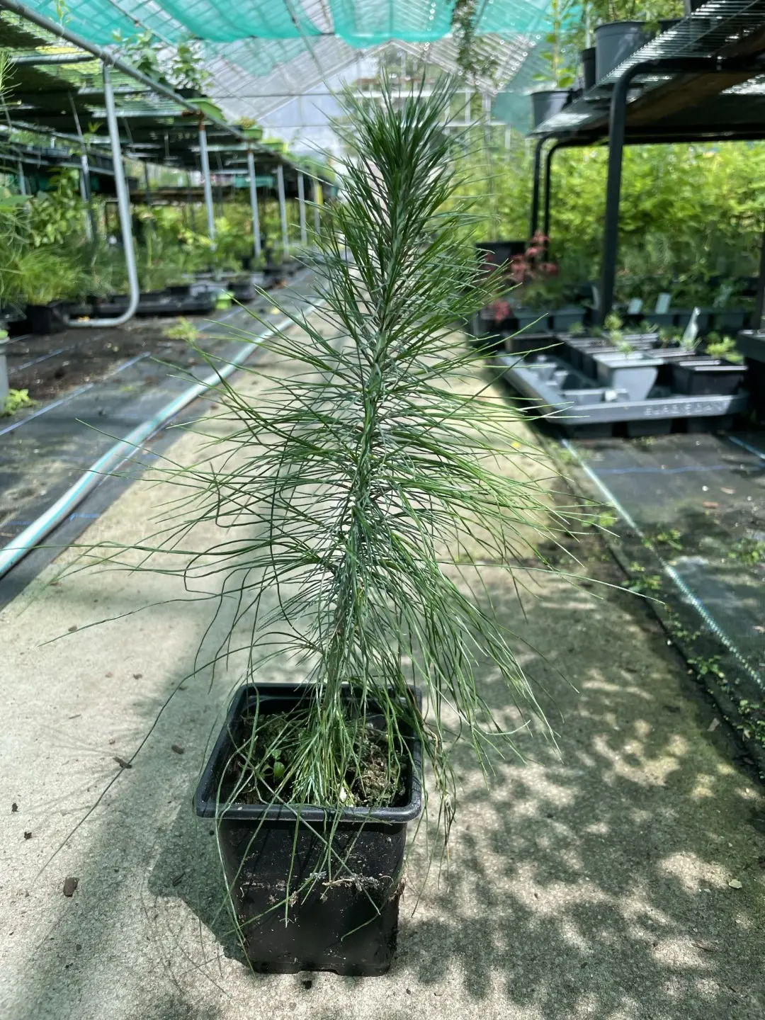 Mexican Weeping Pine 20/40cm (P9) - Image 4