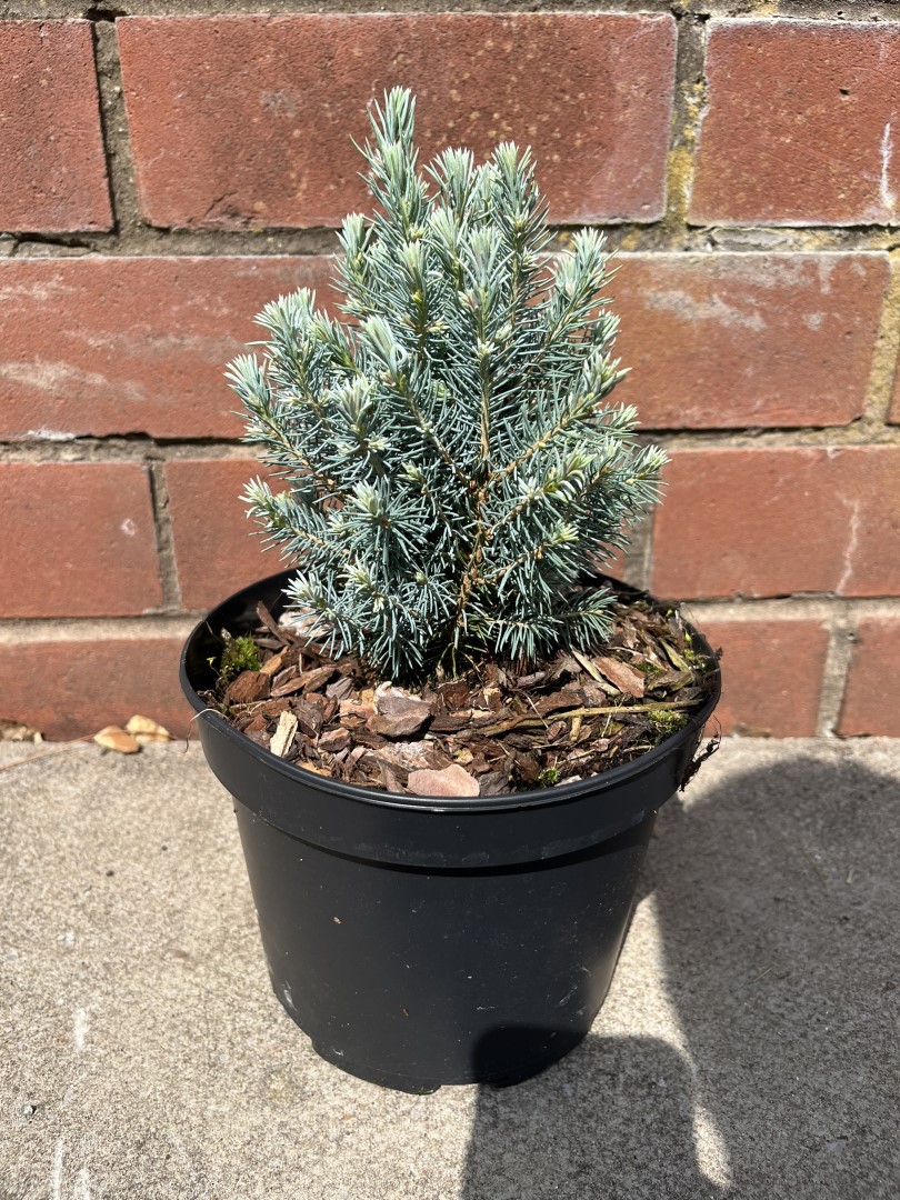 Picea glauca var. albertiana - Alberta spruce 'Sander's Blue' (2L)