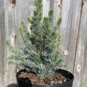 Alberta spruce 'Sander's Blue' 20/40cm (2L)