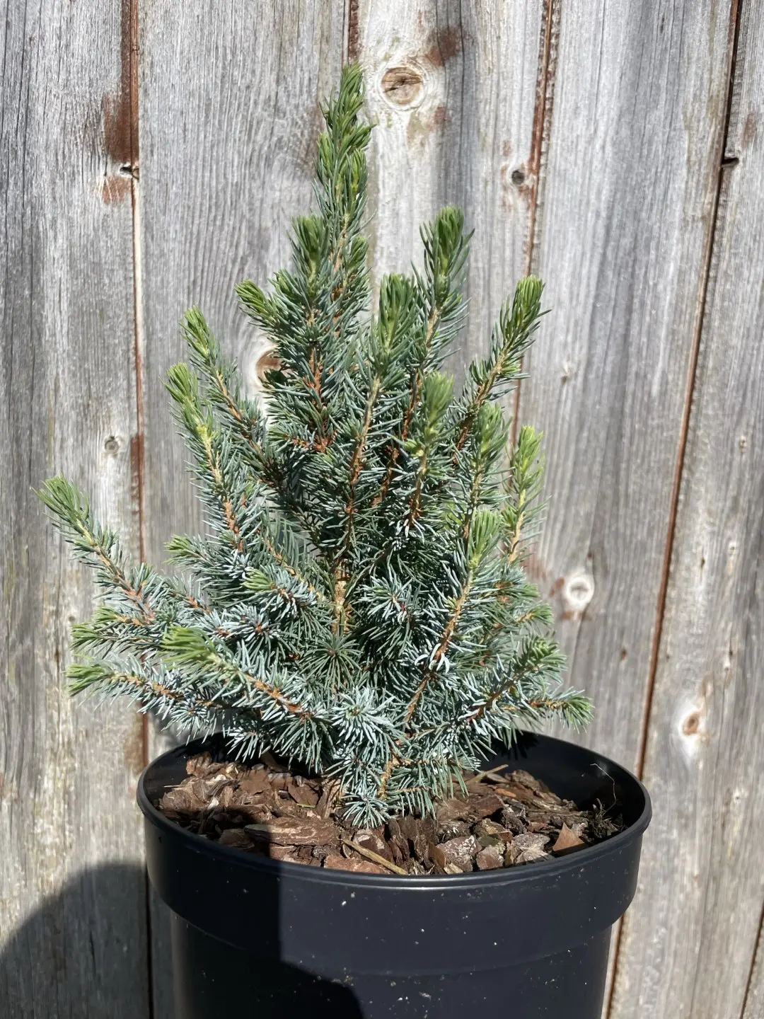 Alberta spruce 'Sander's Blue' 20/40cm (2L)