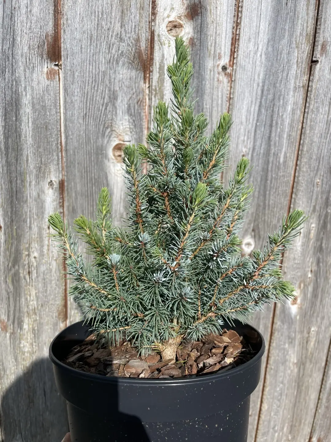 Alberta spruce 'Sander's Blue' 20/40cm (2L) - Image 4