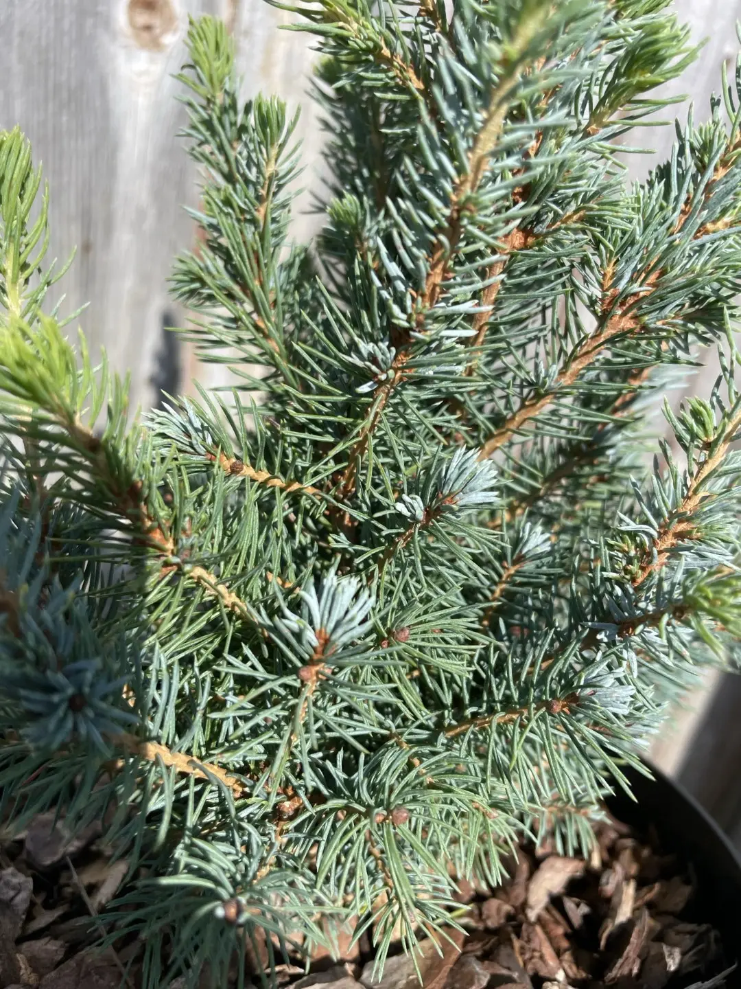 Alberta spruce 'Sander's Blue' 20/40cm (2L) - Image 5