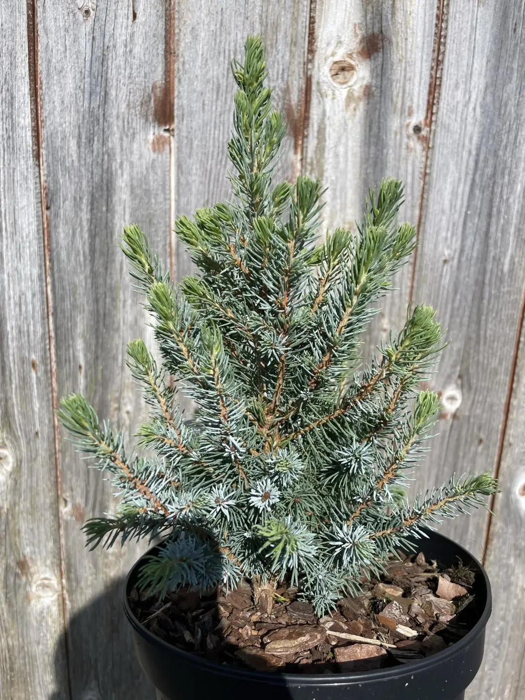 Alberta spruce 'Sander's Blue' 20/40cm (2L) - Image 6