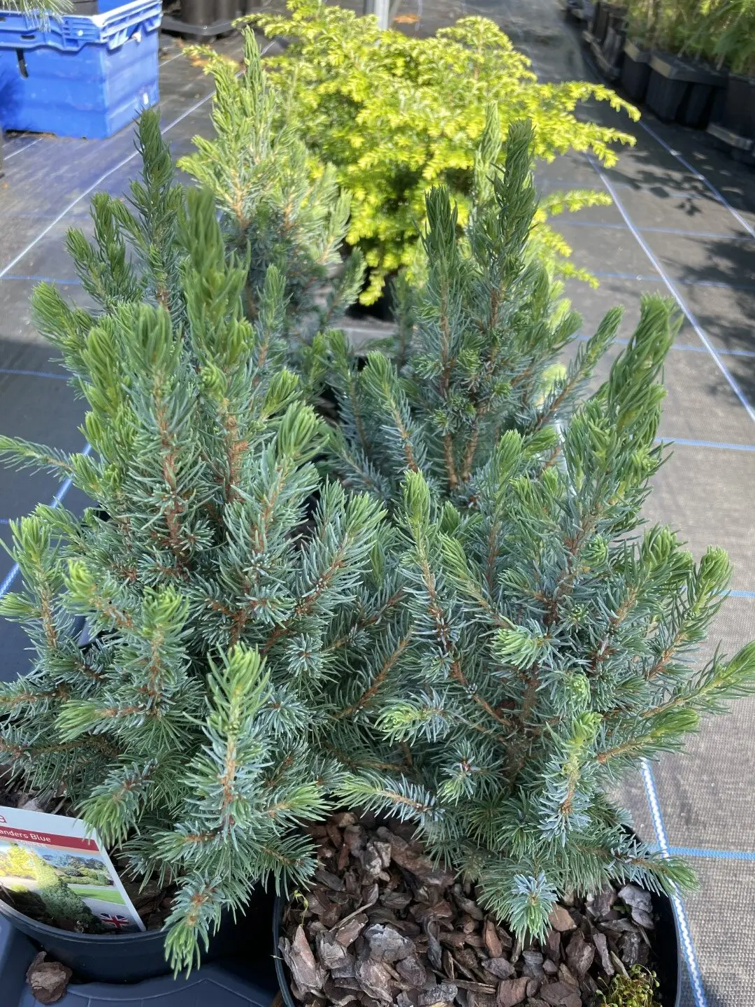 Alberta spruce 'Sander's Blue' 20/40cm (2L) - Image 7