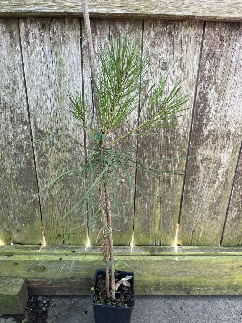 Pinus pinaster - Maritime Pine