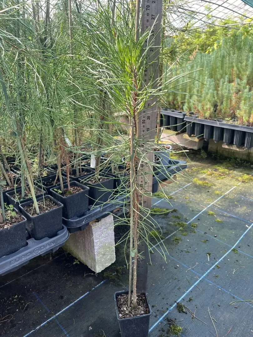Pinus pinaster - Maritime Pine