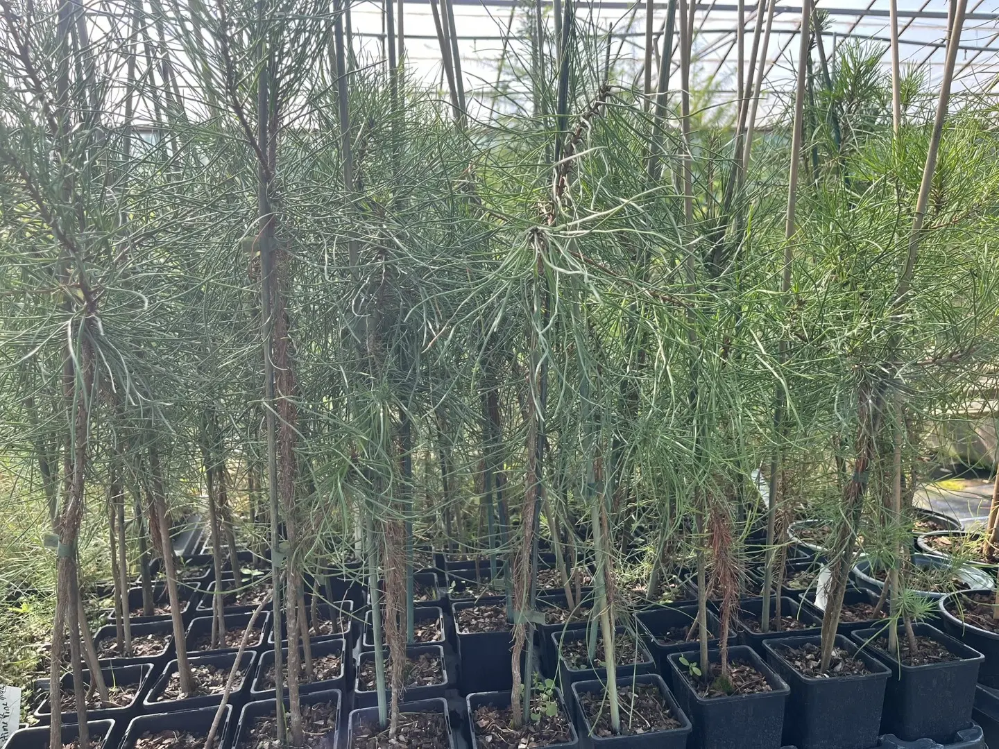 Pinus pinaster - Maritime Pine