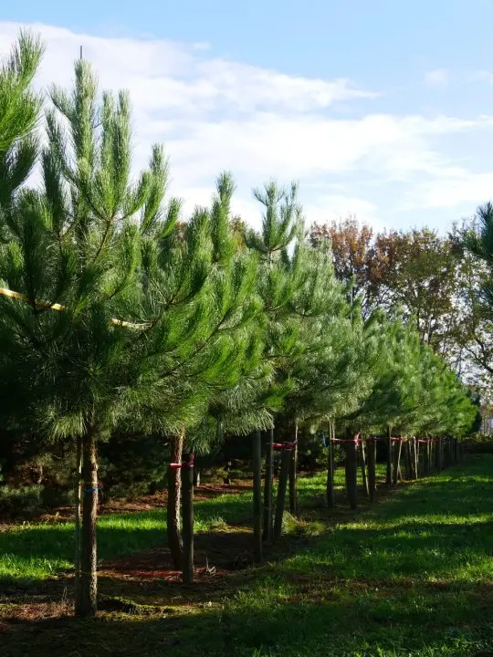 Maritime Pine 80/100cm (2L) - Image 6