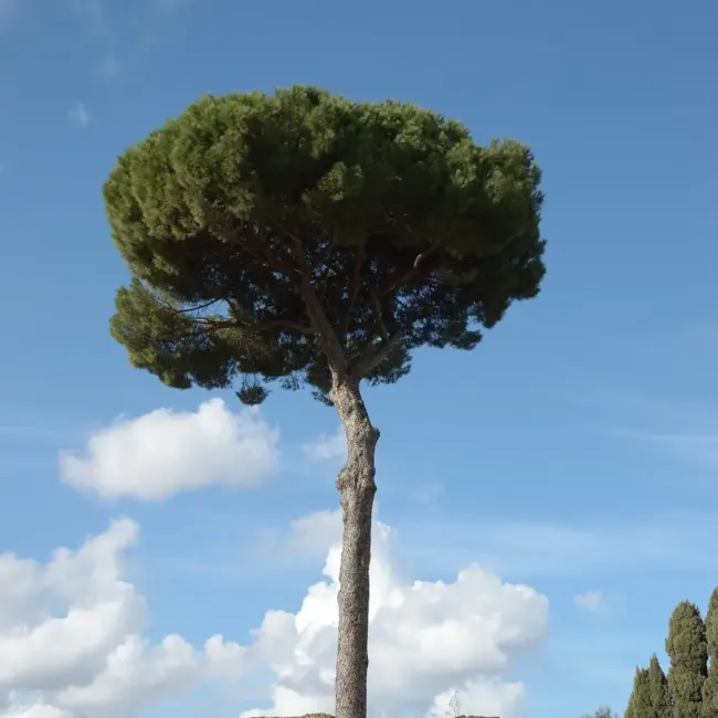 Maritime Pine 20/40cm (Cell) - Image 3