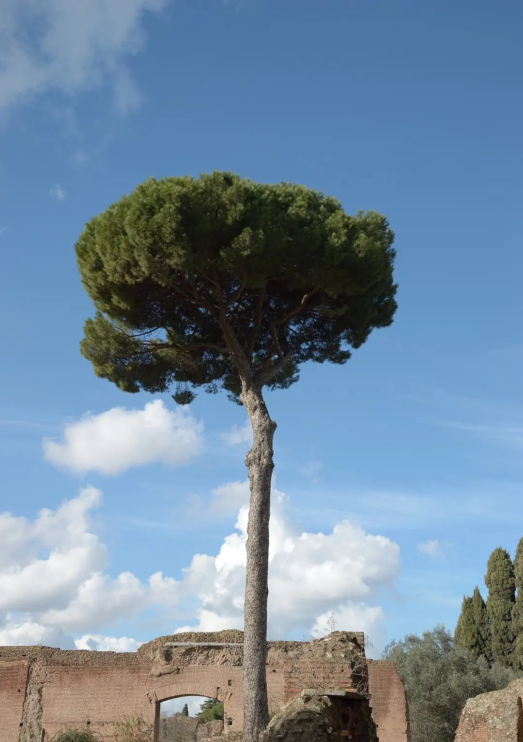 Maritime Pine 80/100cm (2L) - Image 5