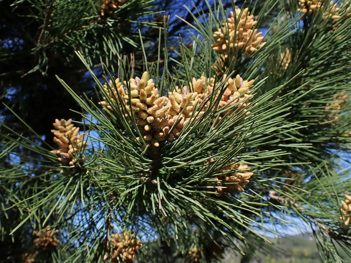 Maritime Pine 80/100cm (2L) - Image 4