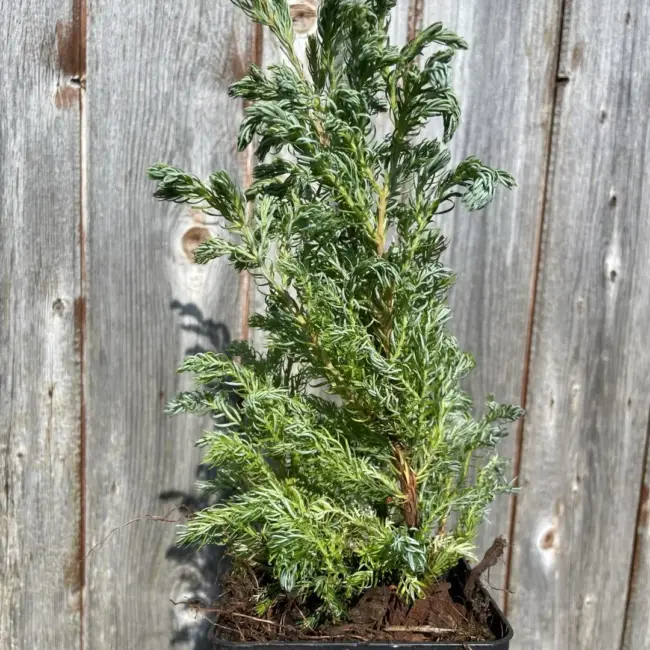 Sawara Cypress 'Boulevard' 20/40cm (P9) - Image 3