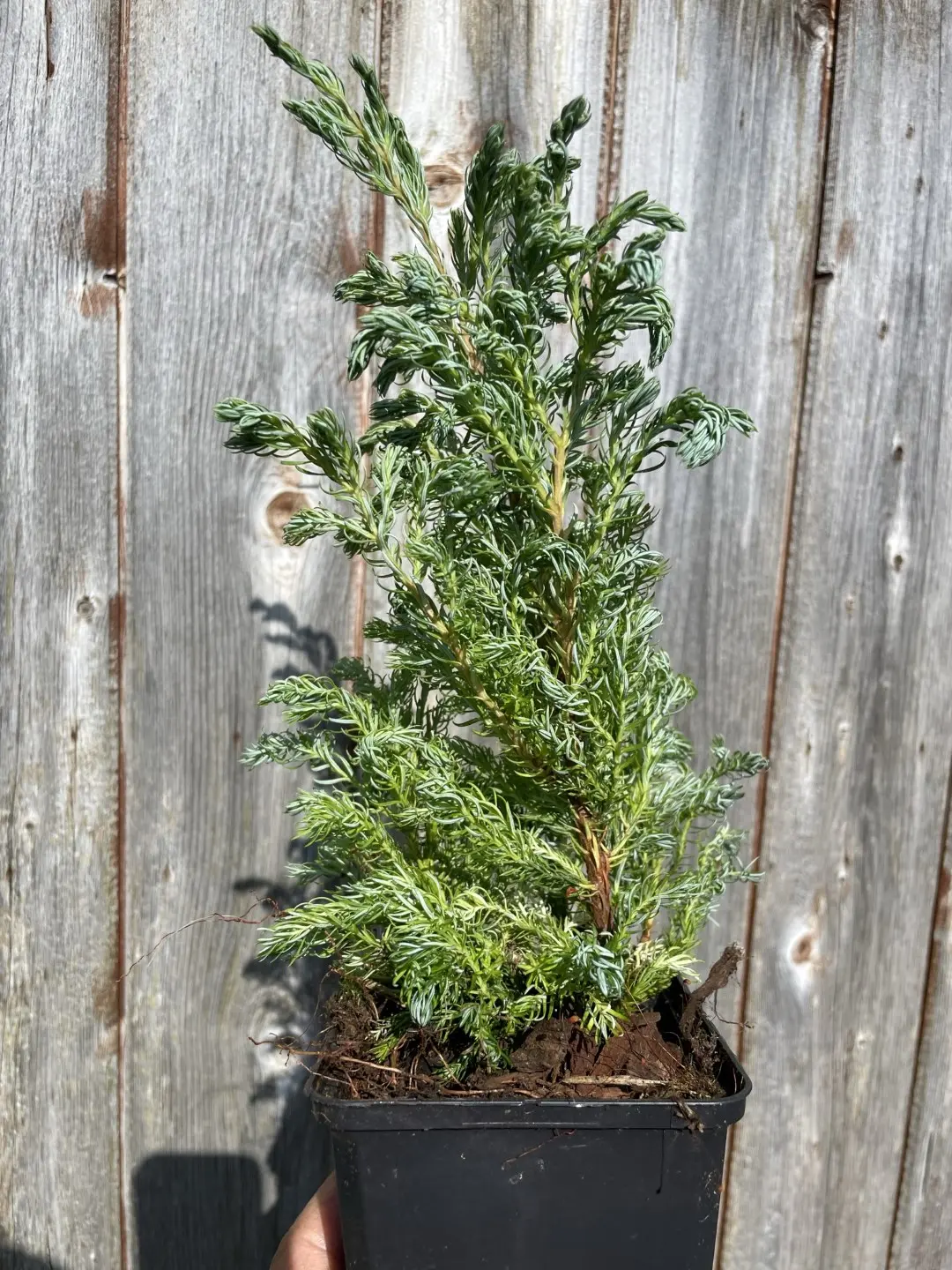 Sawara Cypress 'Boulevard' 20/40cm (P9) - Image 3