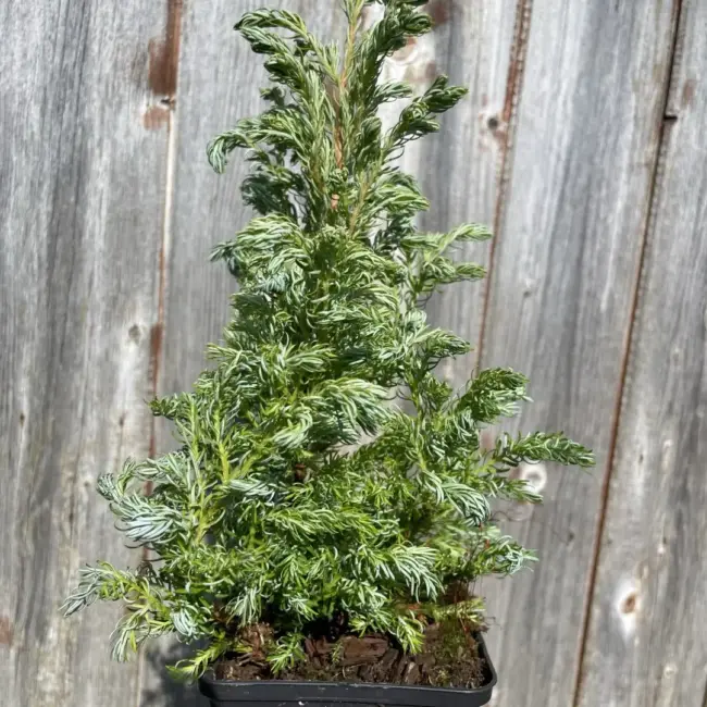 Sawara Cypress 'Boulevard' 20/40cm (P9) - Image 2