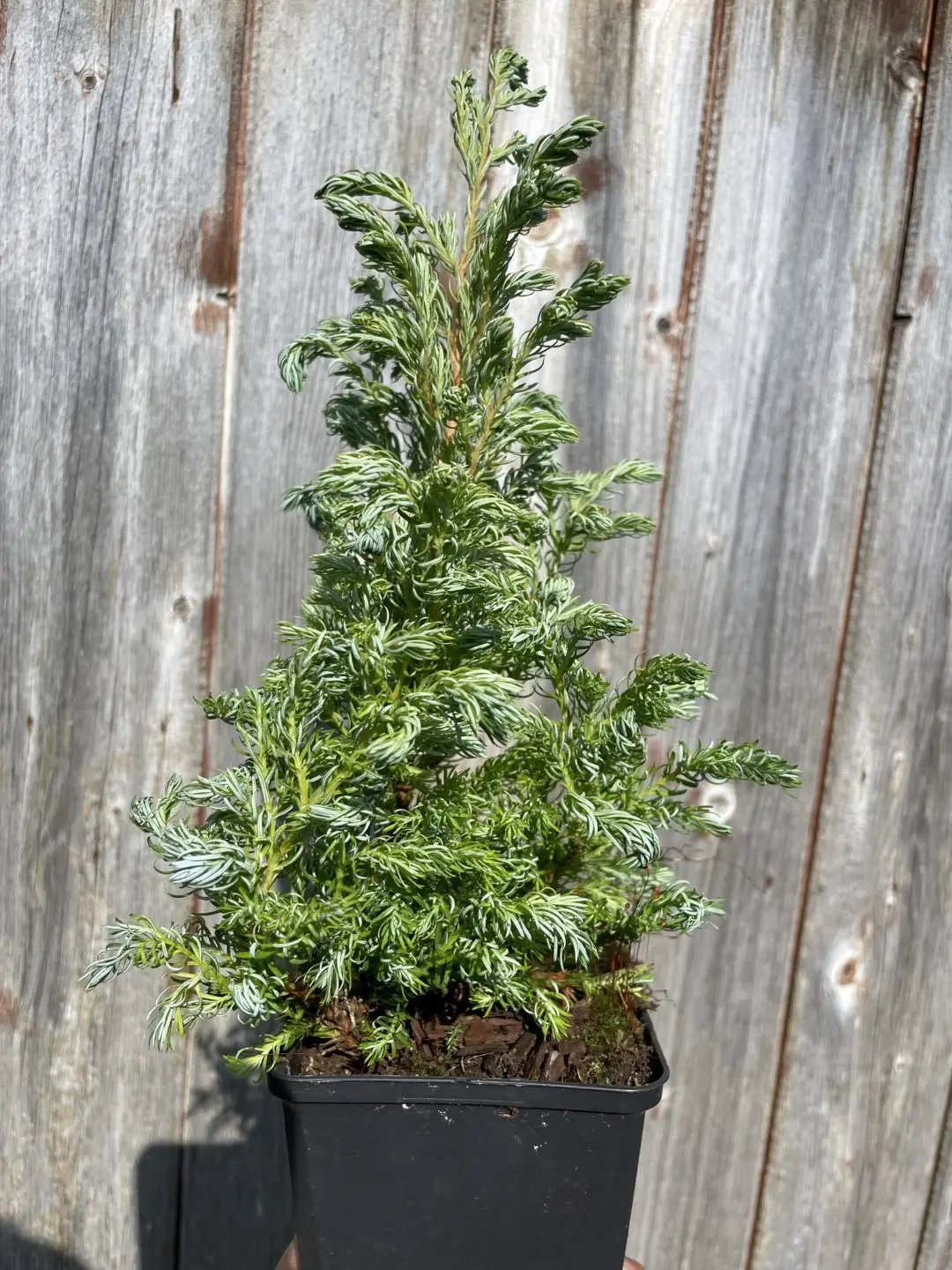 Sawara Cypress 'Boulevard' 20/40cm (P9) - Image 2