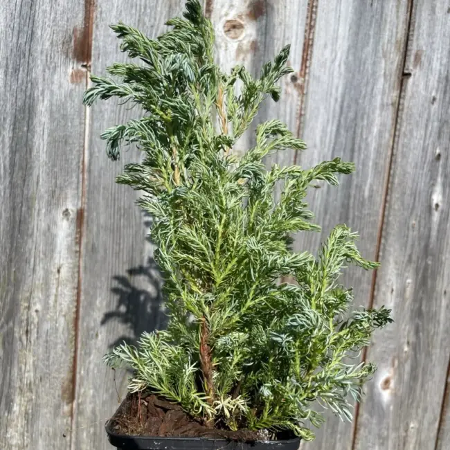 Sawara Cypress 'Boulevard' 20/40cm (P9)