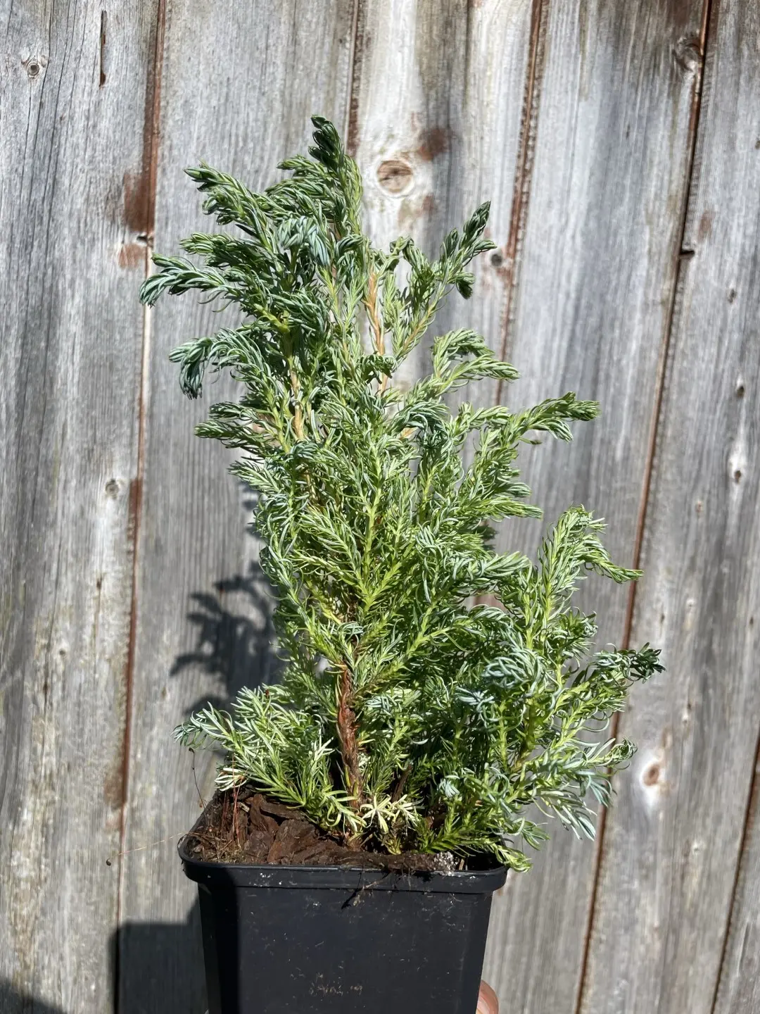 Sawara Cypress 'Boulevard' 20/40cm (P9)