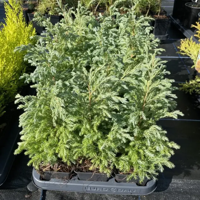 Sawara Cypress 'Boulevard' 20/40cm (P9) - Image 4