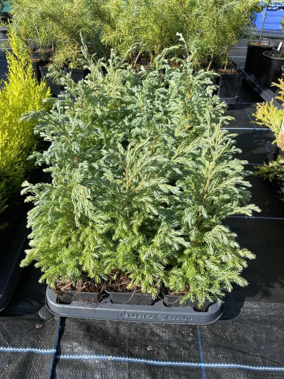 Sawara Cypress 'Boulevard' 20/40cm (P9) - Image 4