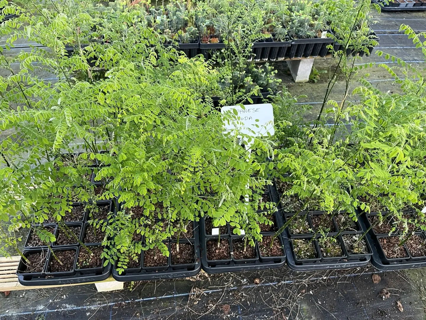 Styphnolobium japonicum - Japanese Pagoda Trees