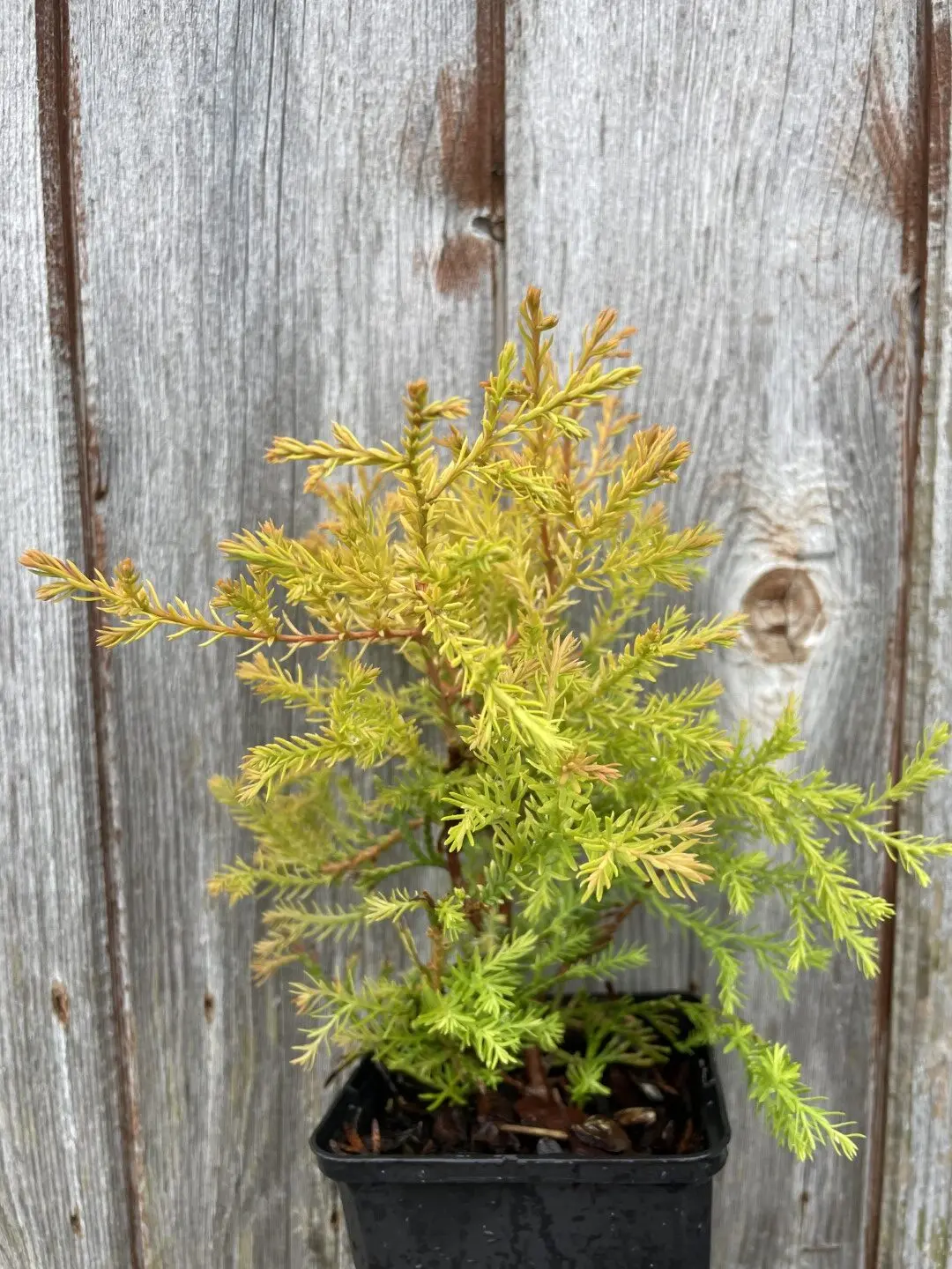 White Cedar 'Rheingold' (P9)