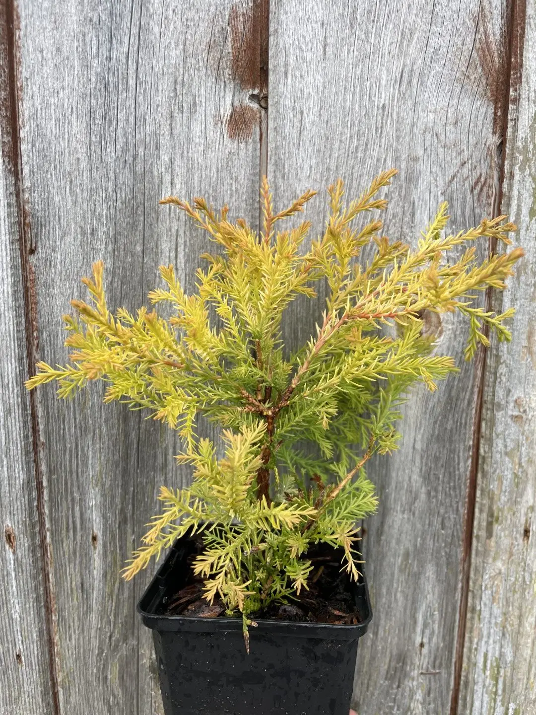White Cedar 'Rheingold' (P9) - Image 2