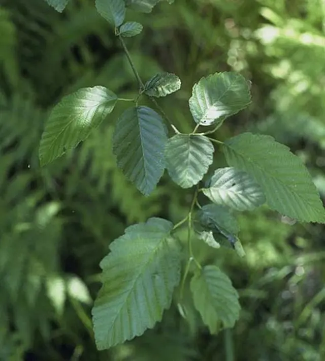 Red Alder 60/80cm (P9T) - Image 2