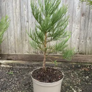 Giant Redwood 20/40cm (5L)